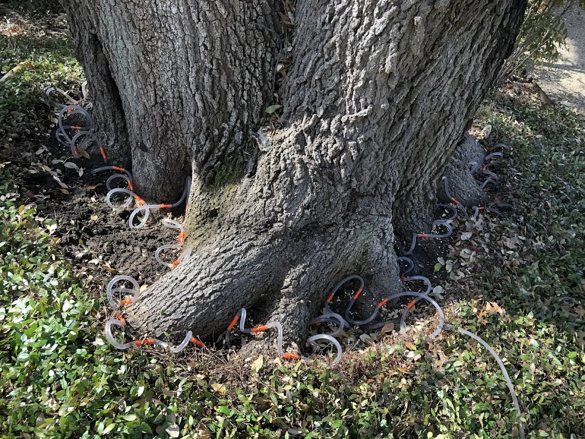Detailed Tree Cabling and Bracing job site in Sixes